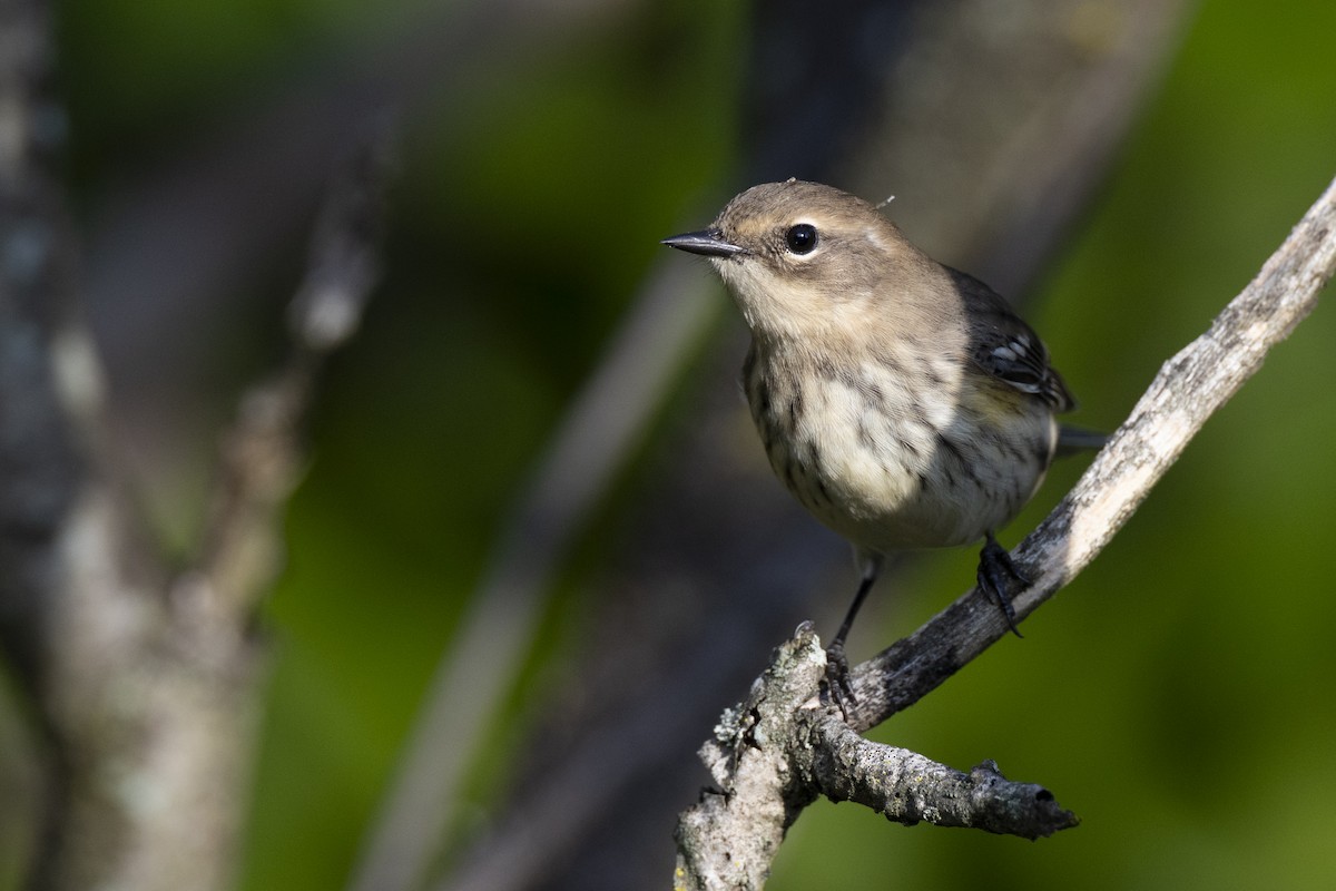 Yellow-rumped Warbler (Myrtle) - ML646104725