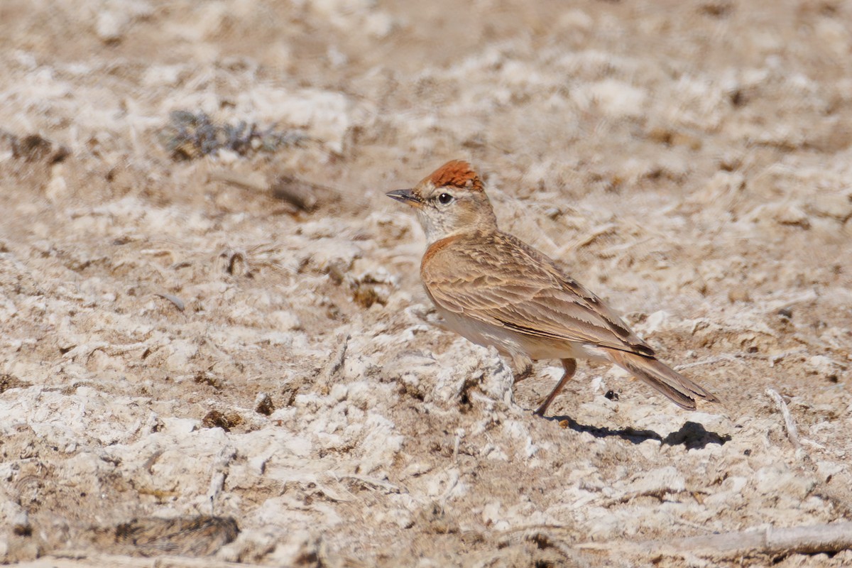 アフリカヒメコウテンシ - ML646104733