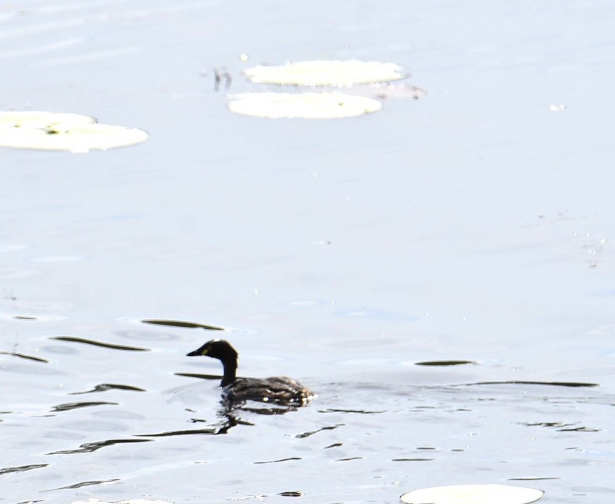 Australasian Grebe - ML646104734