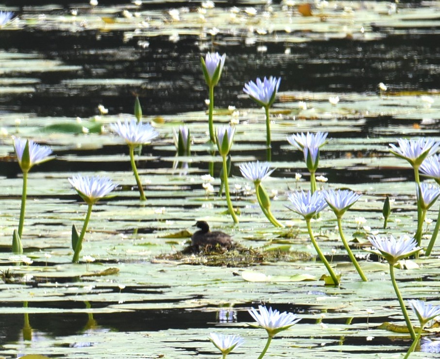 Australasian Grebe - ML646104736