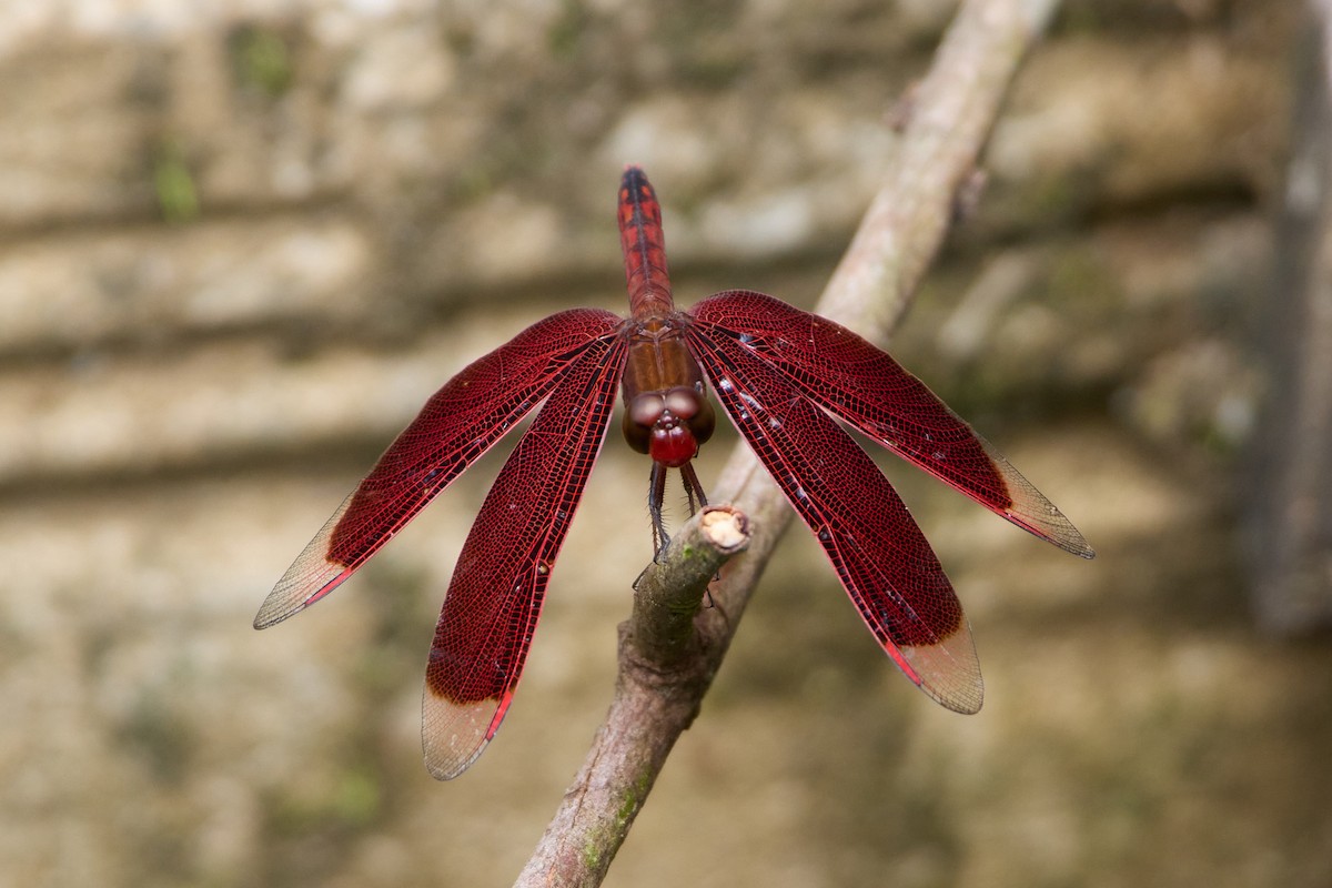 Grasshawks - ML646104764