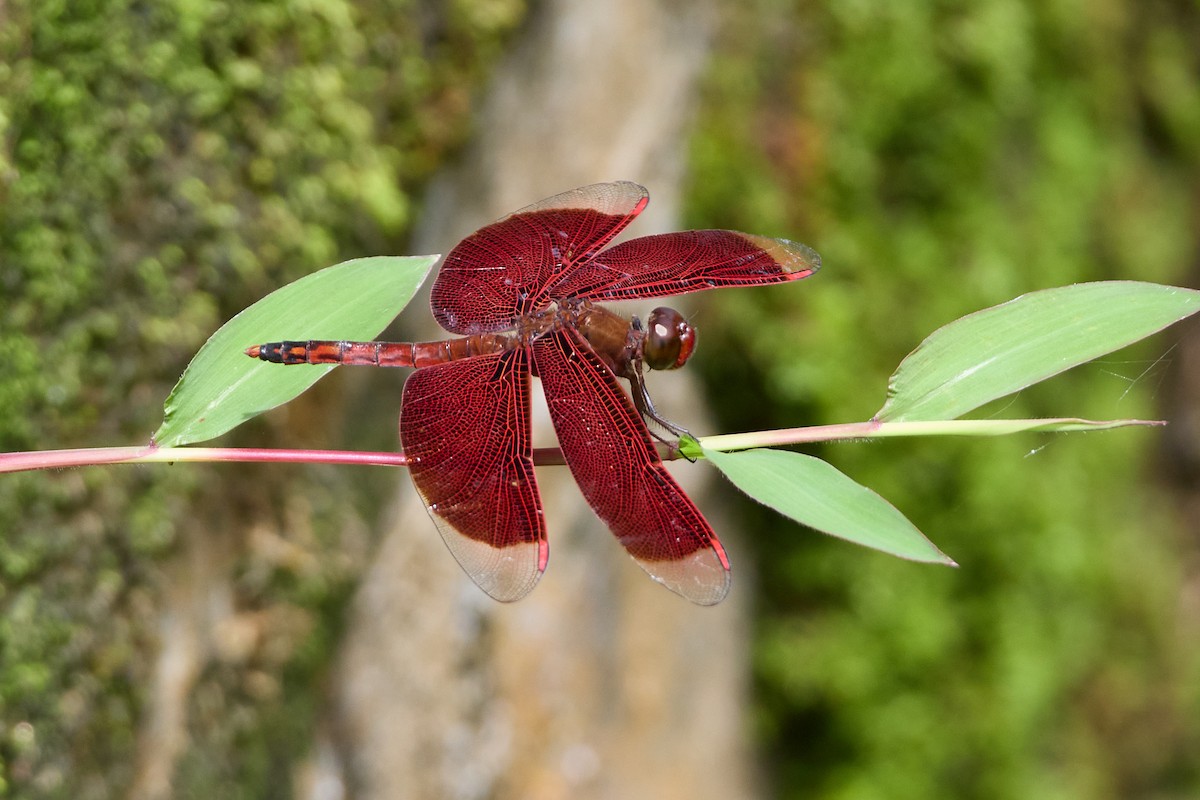 Grasshawks - ML646104765