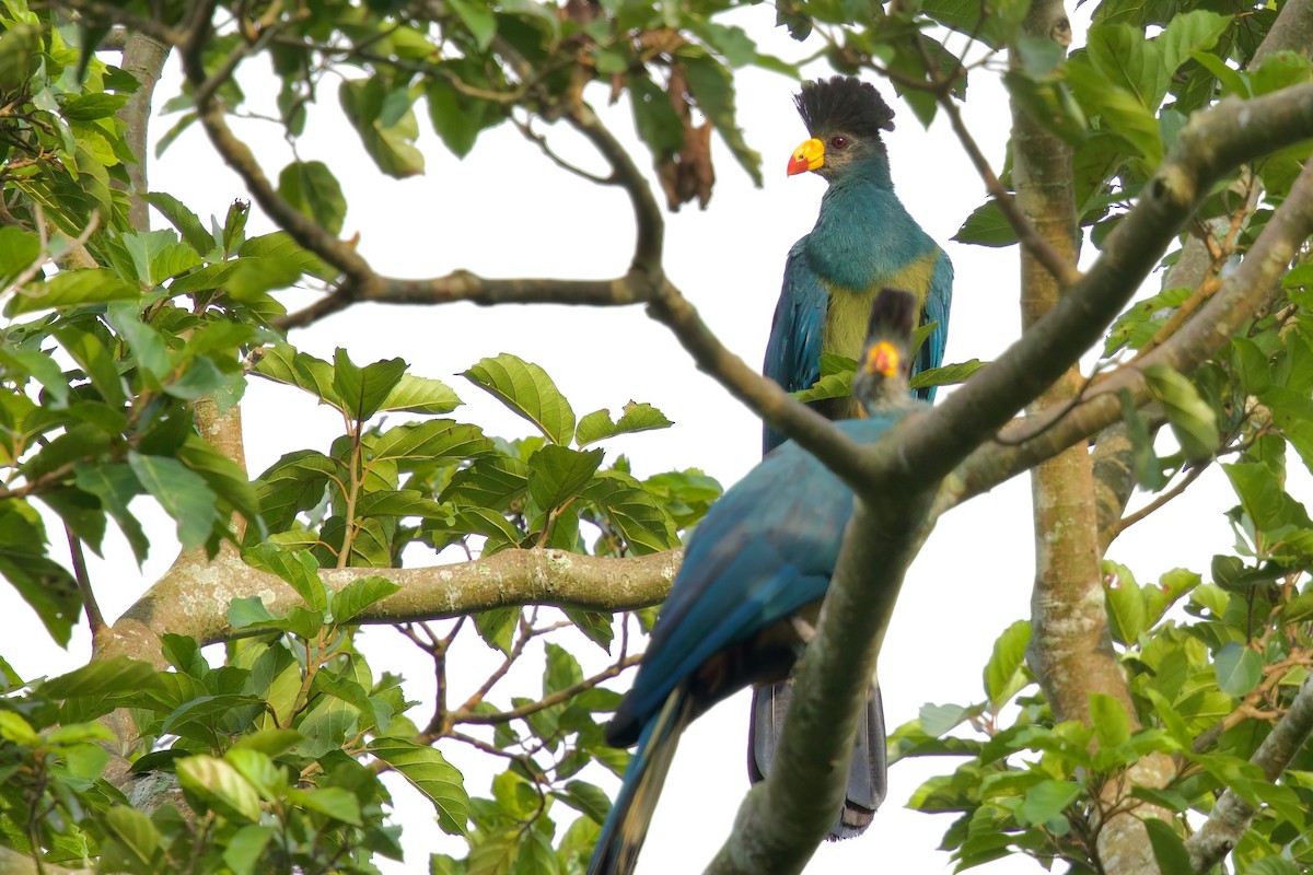 turako velký - ML646104774