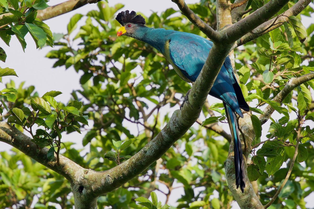 turako velký - ML646104775