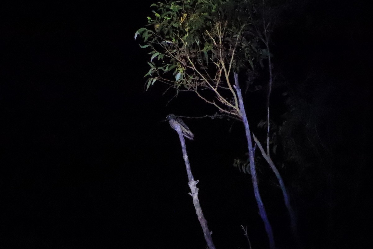 Chotacabras Bigotudo - ML646104781