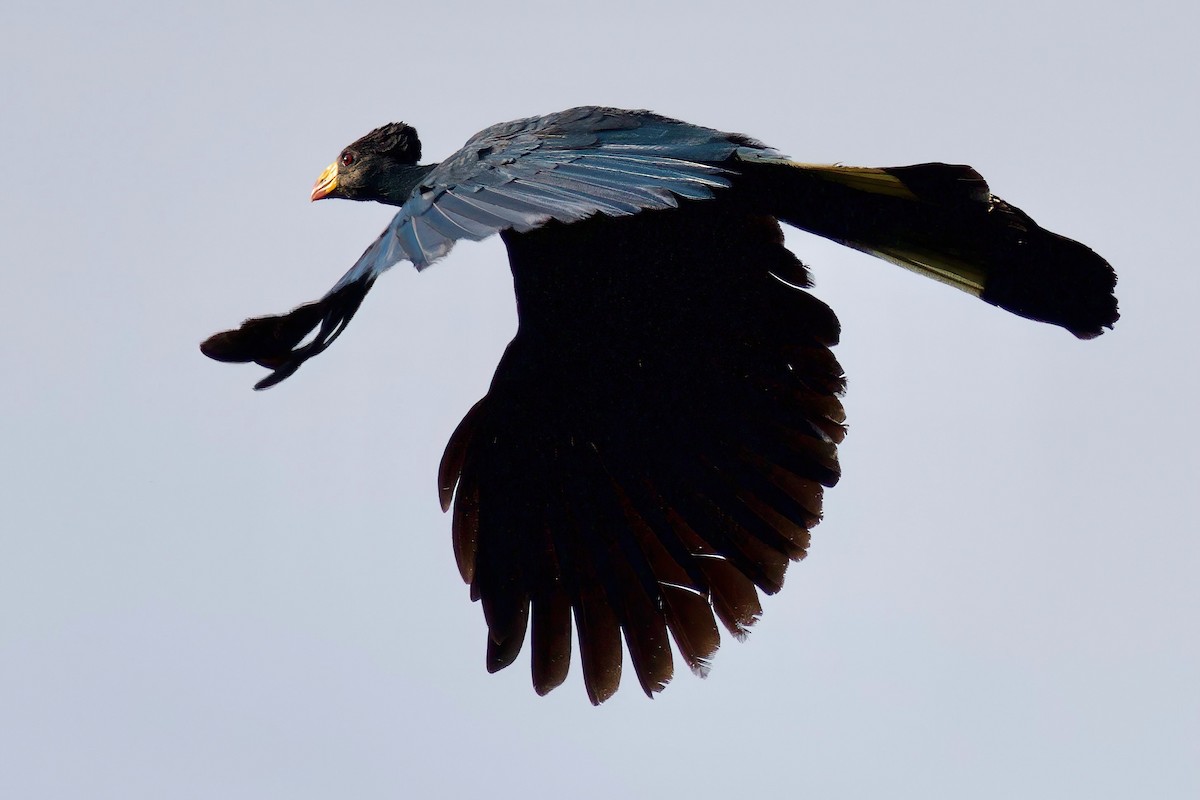 turako velký - ML646104782