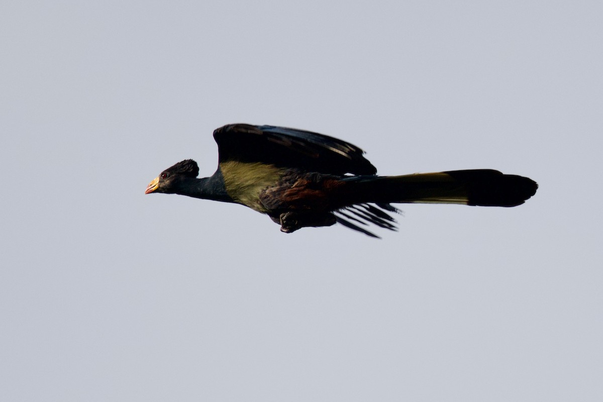 turako velký - ML646104783