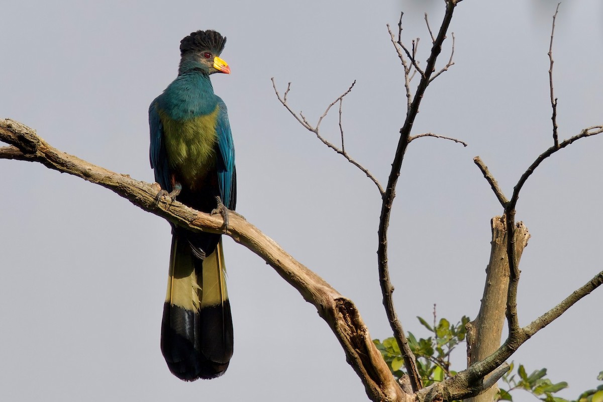 turako velký - ML646104786