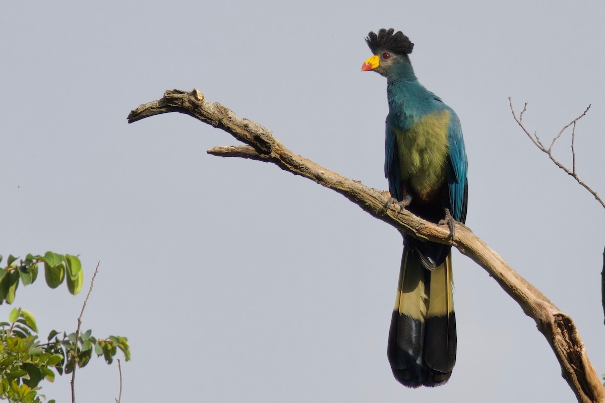 turako velký - ML646104787