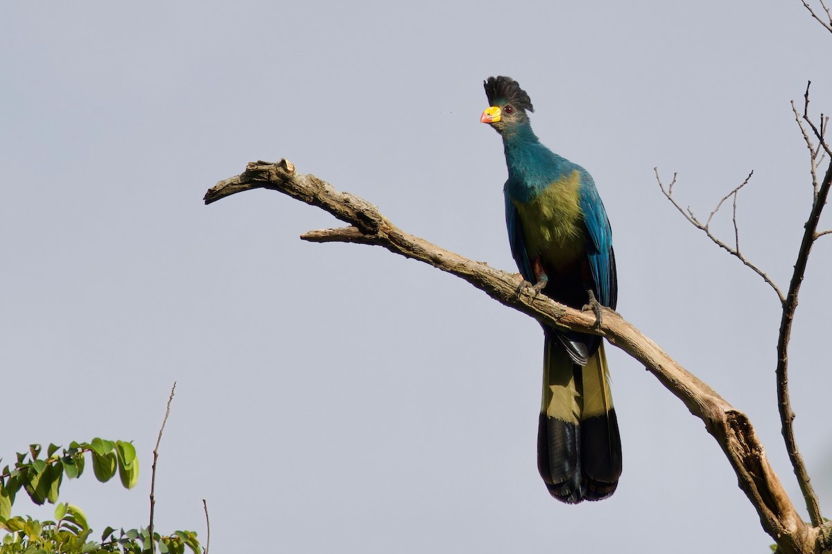 turako velký - ML646104788