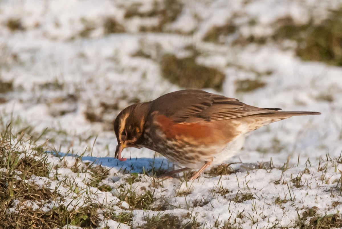 Redwing - ML646104796