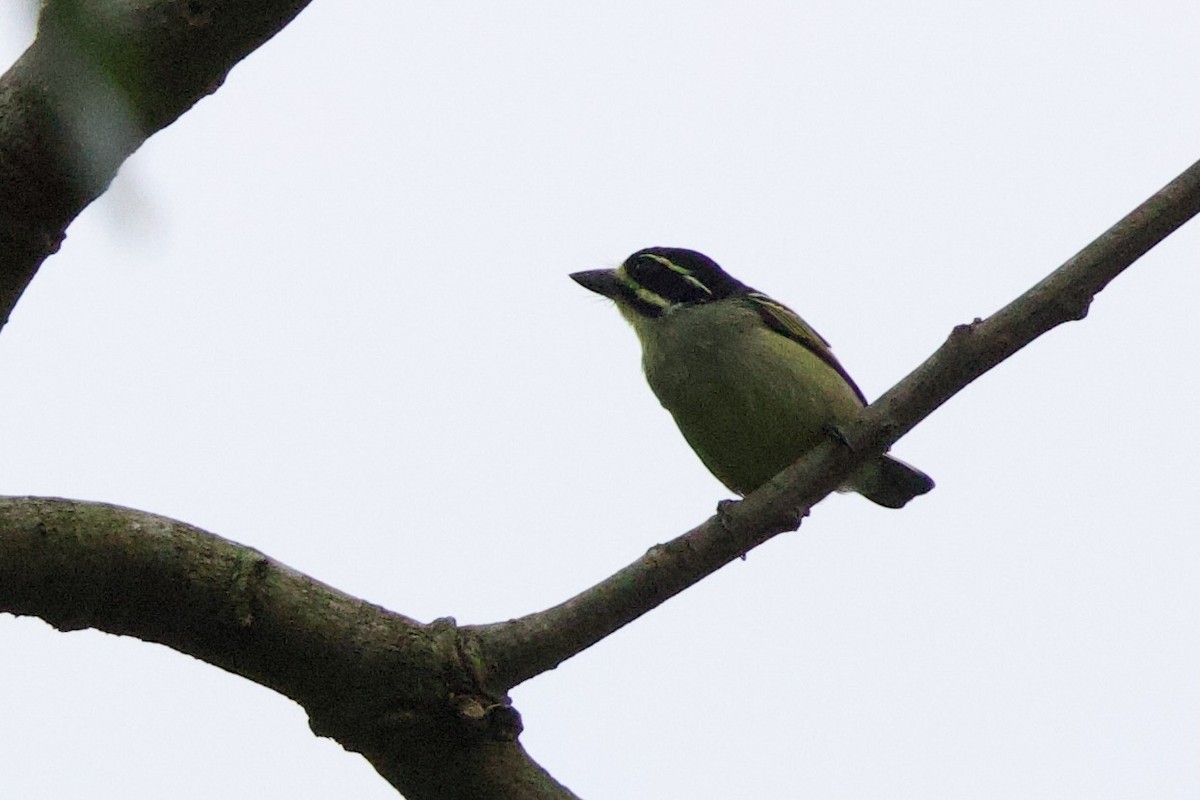 Yellow-throated Tinkerbird - ML646104799
