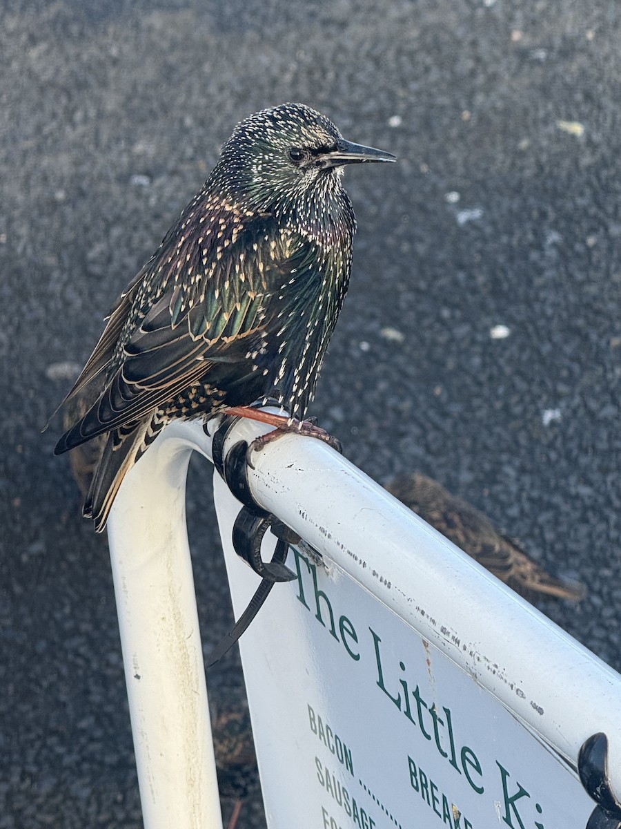 špaček obecný - ML646104803