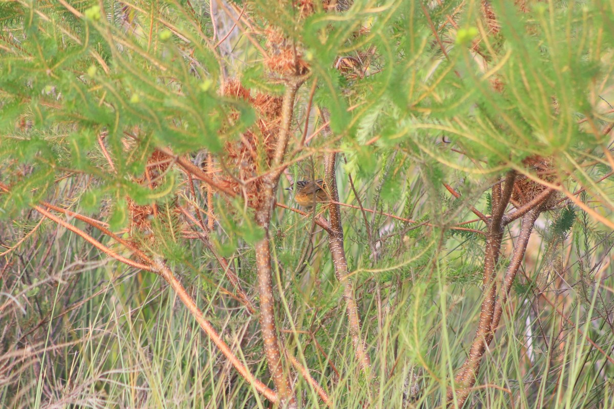 pokřováček vláknoocasý - ML646104804