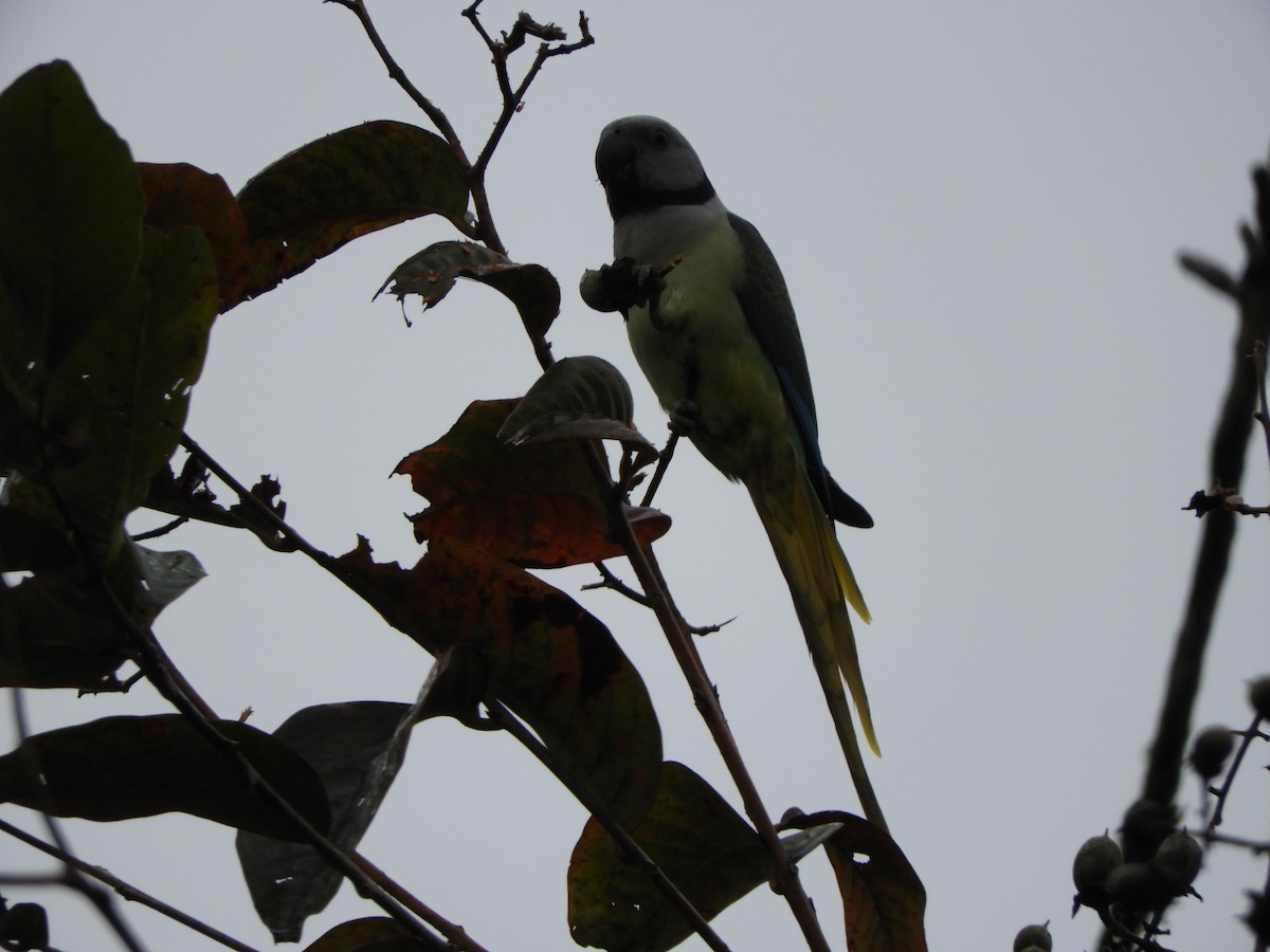 Malabar Parakeet - ML646104805