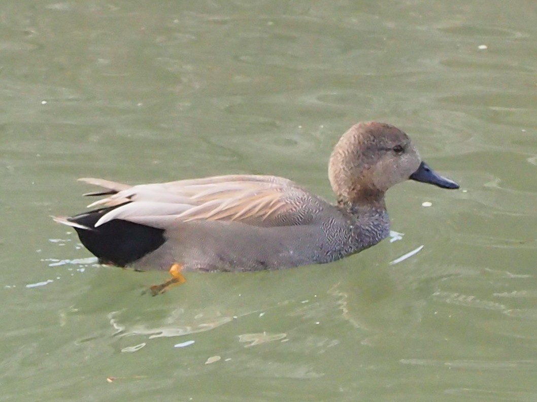 Gadwall - ML646104806