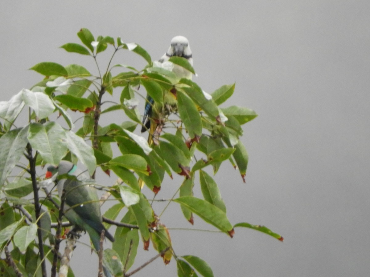 Malabar Parakeet - ML646104807