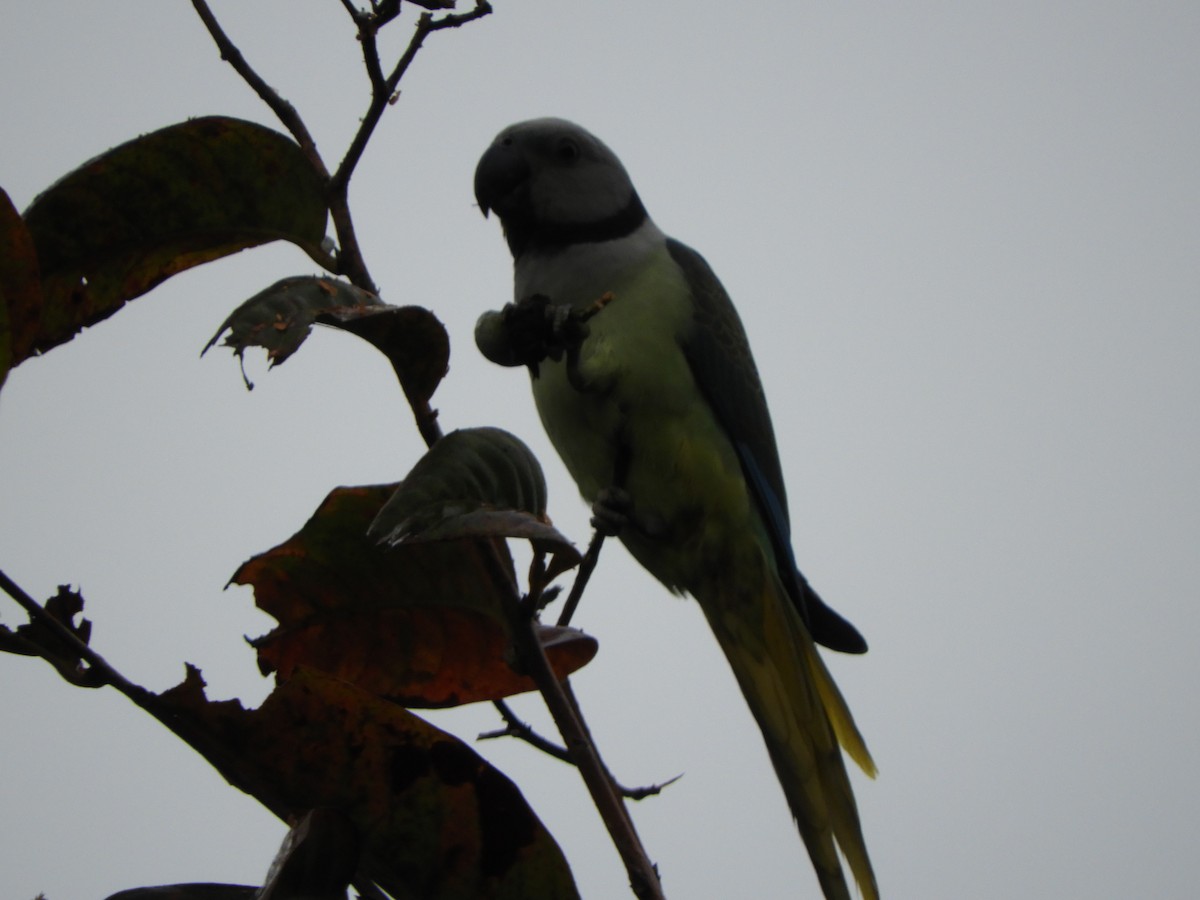 Malabar Parakeet - ML646104808