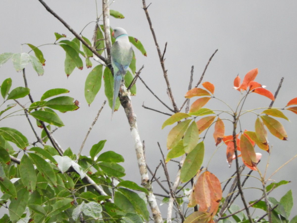 Malabar Parakeet - ML646104809