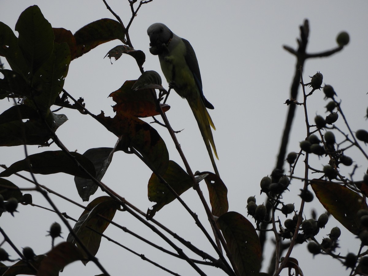 Malabar Parakeet - ML646104810