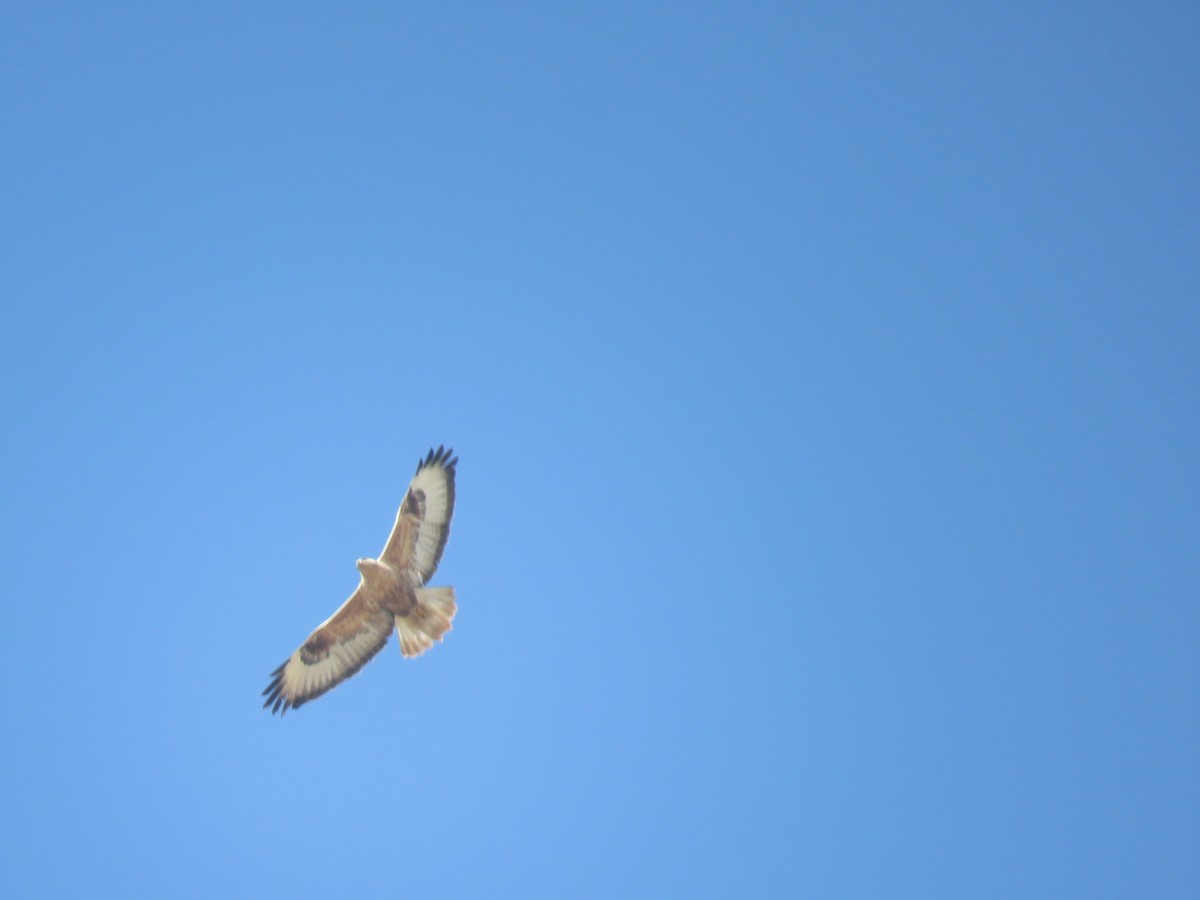 káně bělochvostá - ML646104813