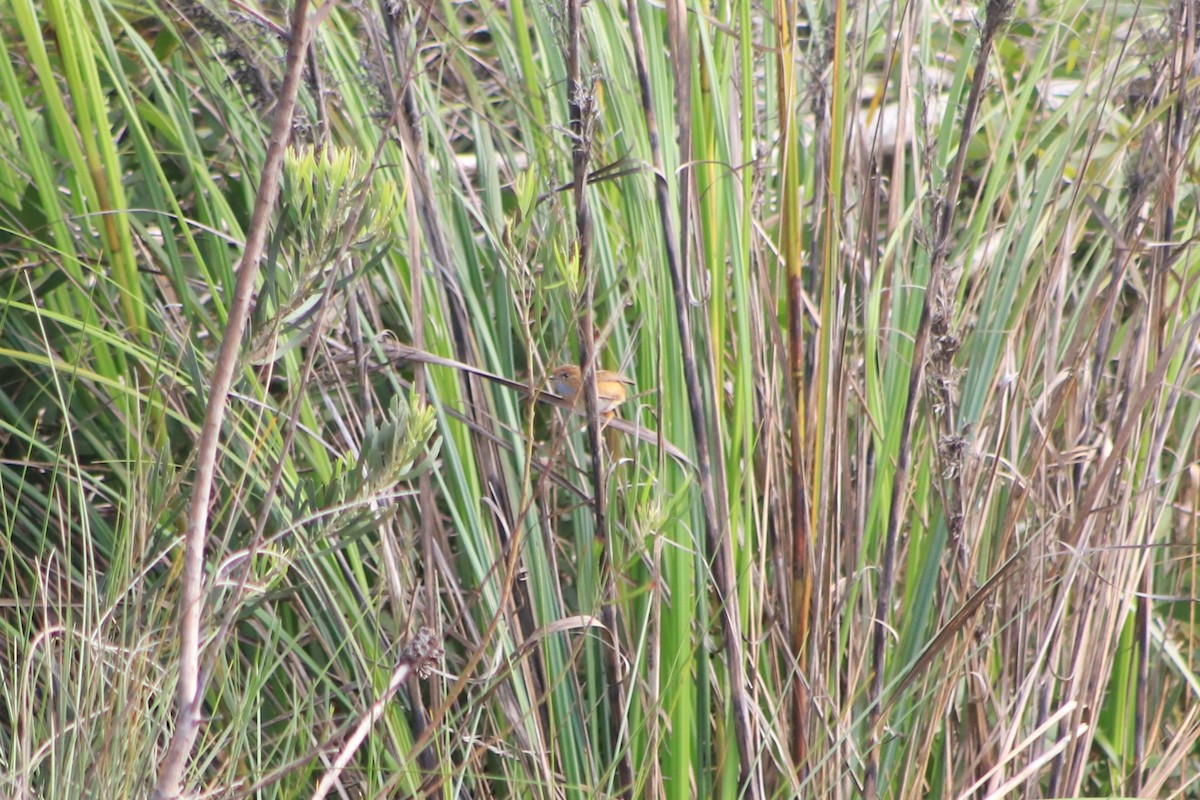 pokřováček vláknoocasý - ML646104818