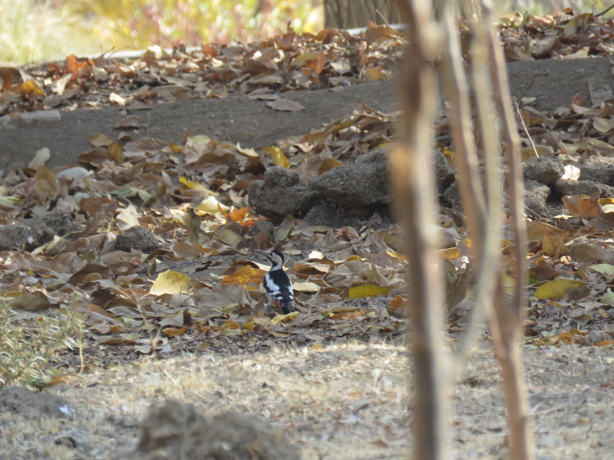 Syrian Woodpecker - ML646104821