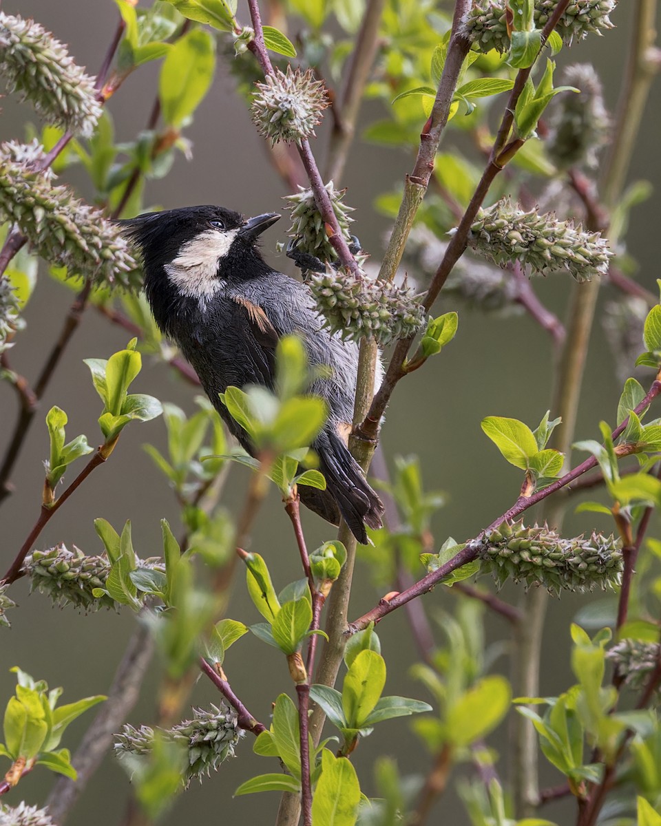 Rufous-vented Tit - ML646104826