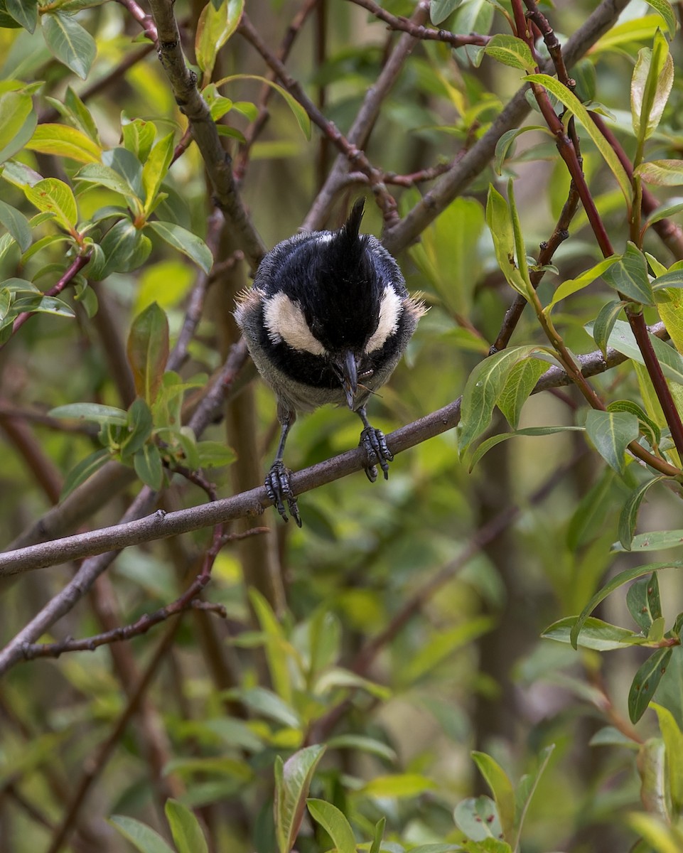 Rufous-vented Tit - ML646104827