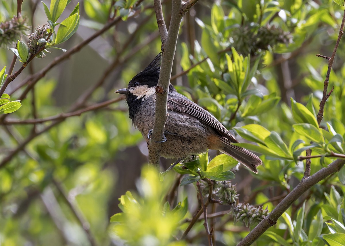 Rufous-vented Tit - ML646104828