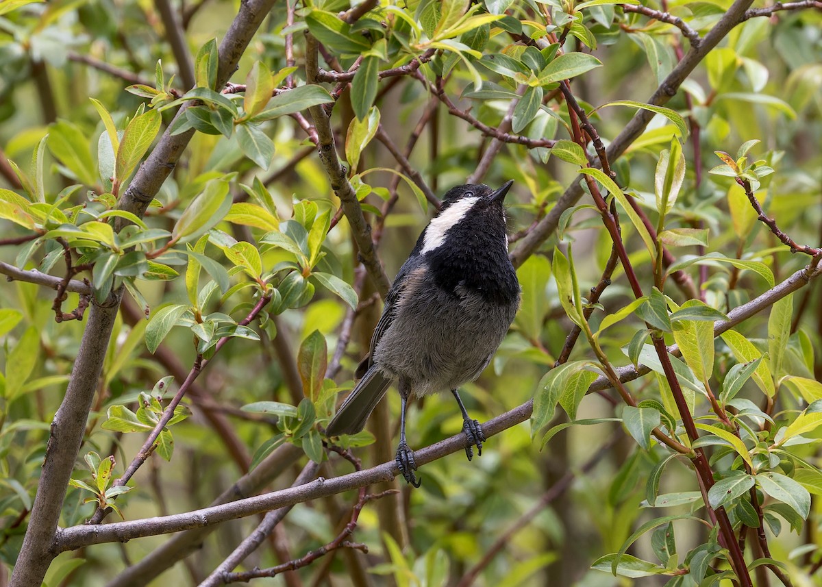 Rufous-vented Tit - ML646104829