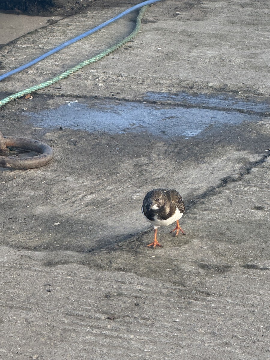 kamenáček pestrý - ML646104841