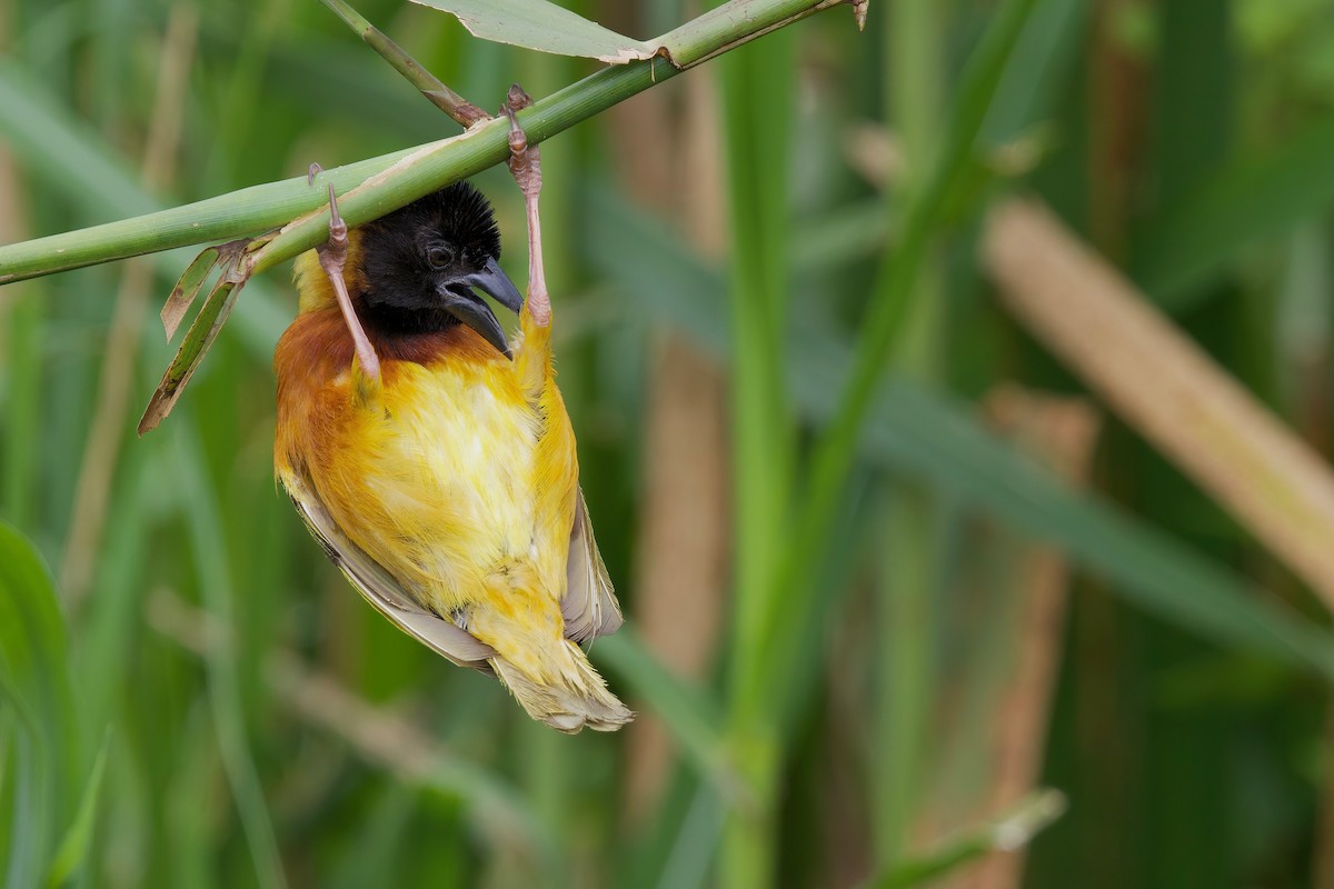 Black-headed Weaver - ML646104843