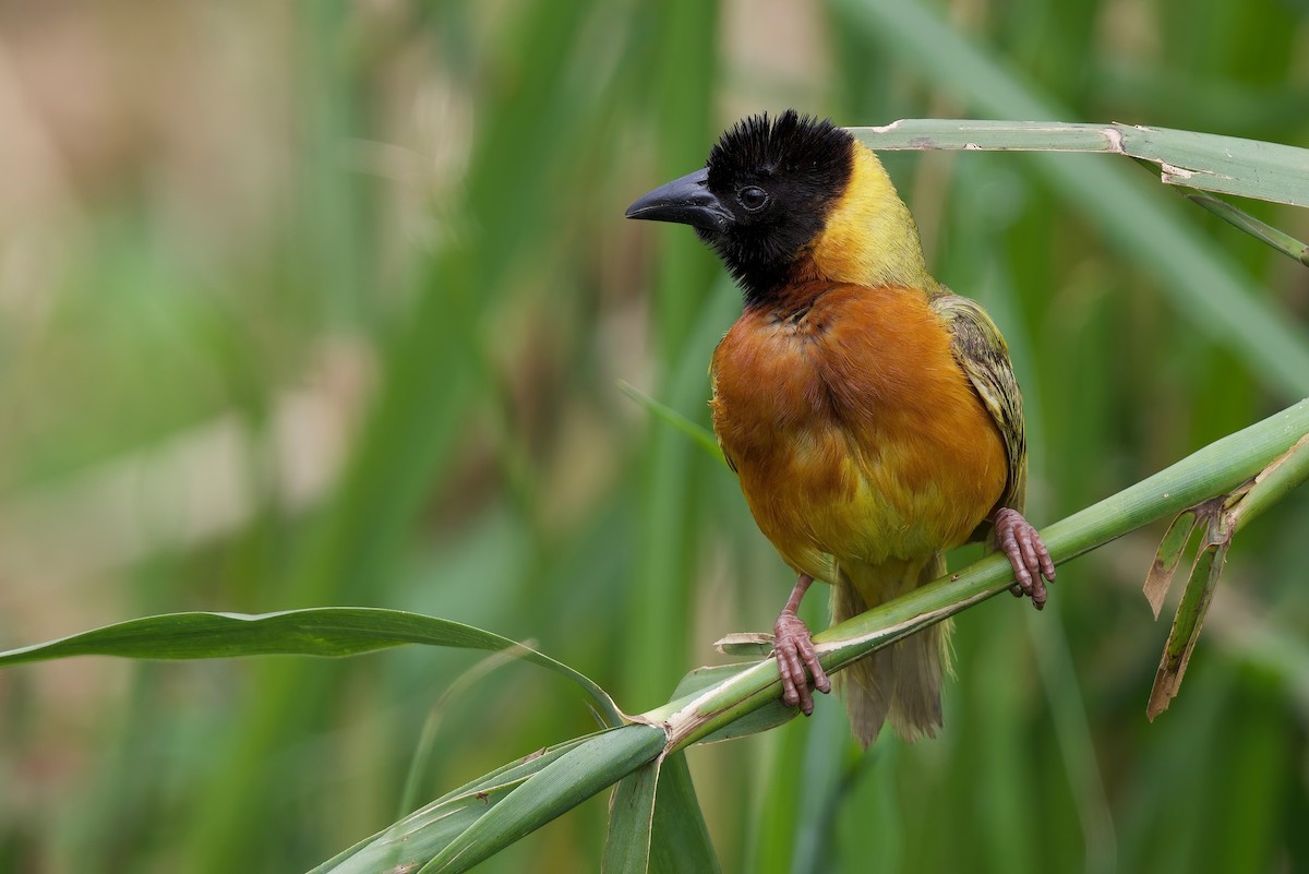 Black-headed Weaver - ML646104844
