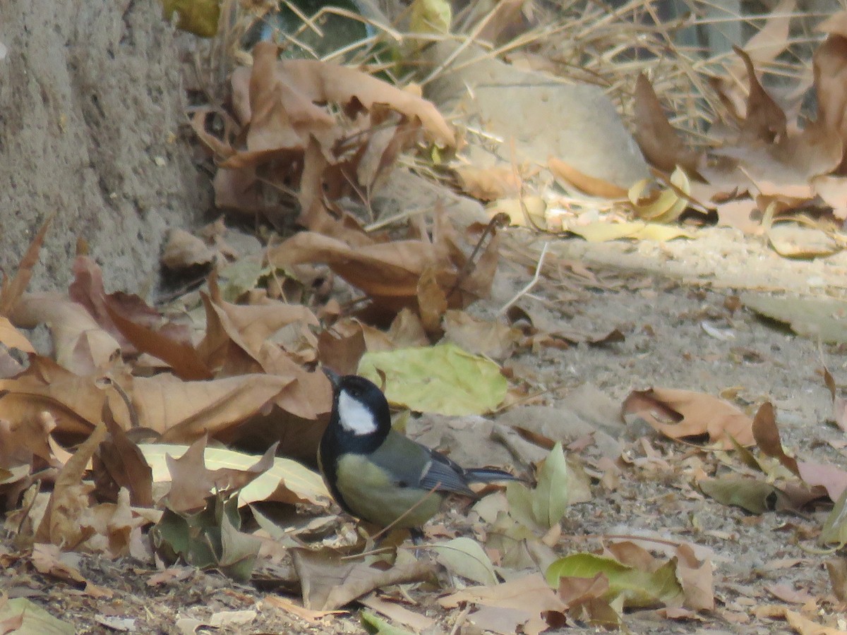 Great Tit - ML646104849