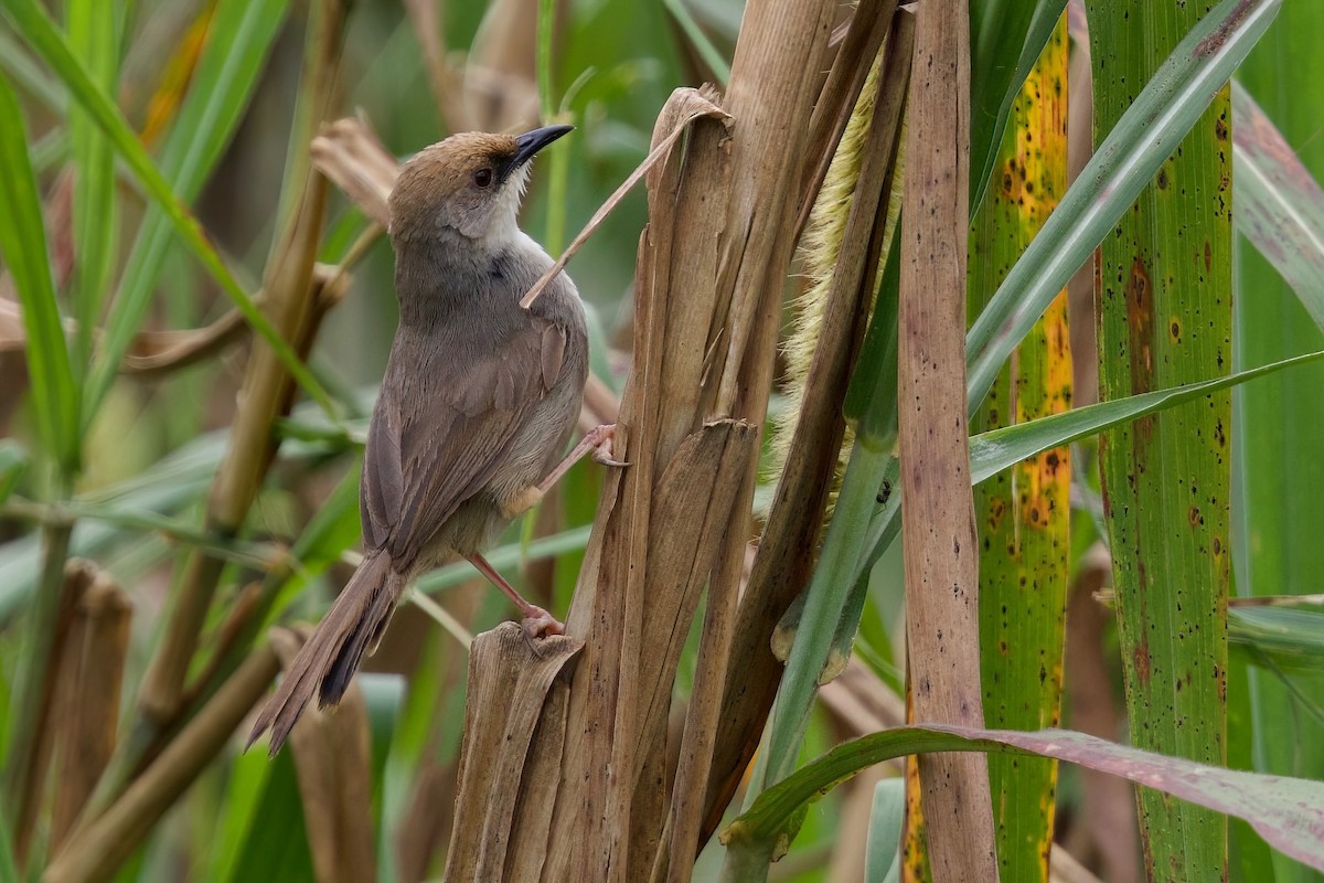 Chubb's Cisticola (Chubb's) - ML646104858