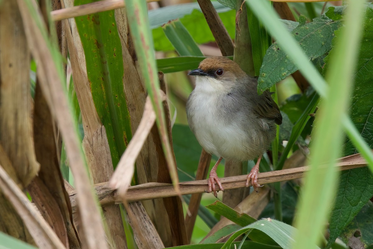 Chubb's Cisticola (Chubb's) - ML646104859