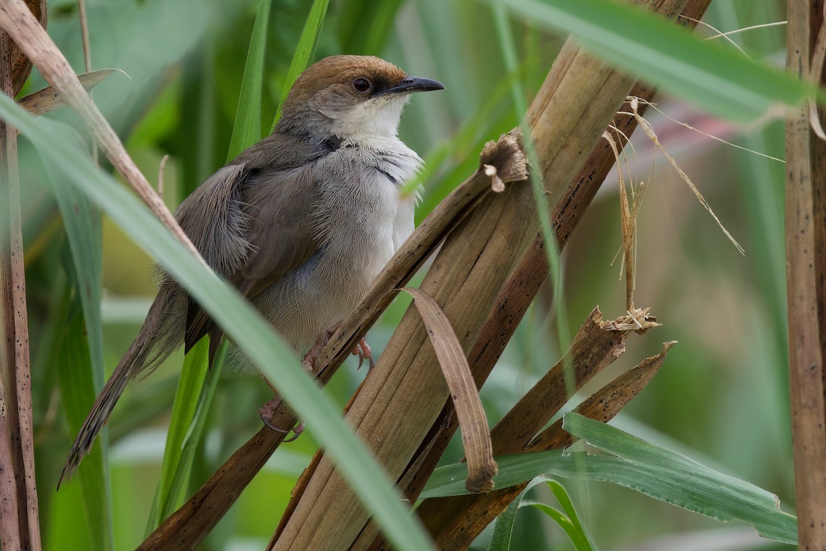 Chubb's Cisticola (Chubb's) - ML646104860