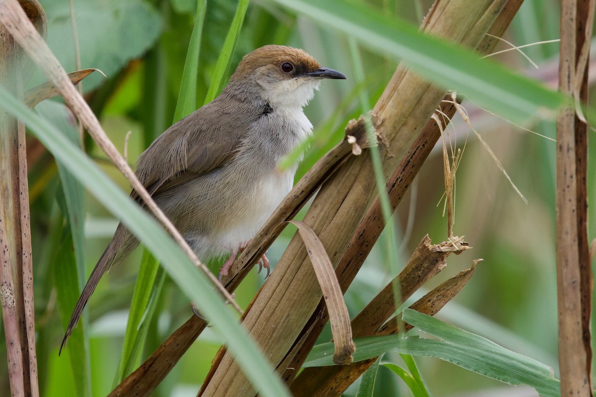 Chubb's Cisticola (Chubb's) - ML646104861