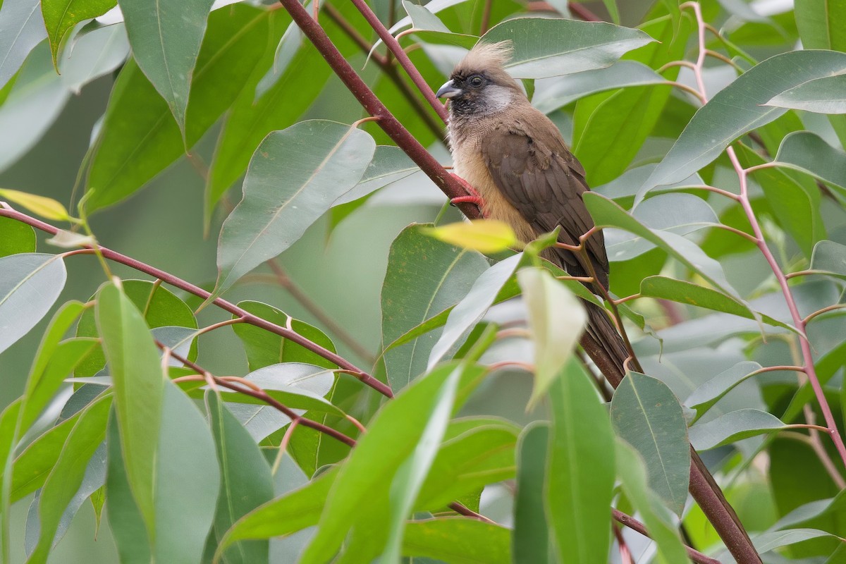 Speckled Mousebird - ML646104862