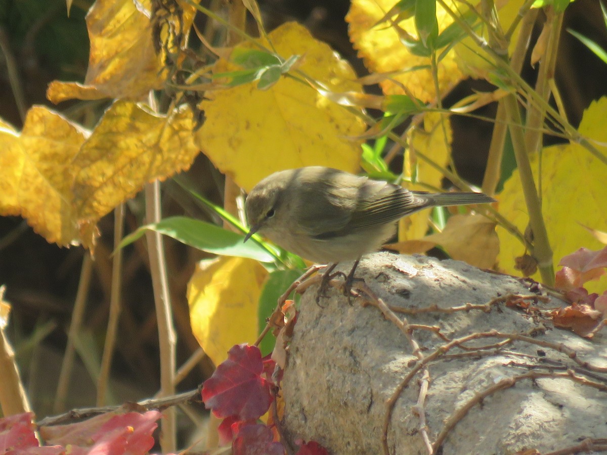 嘰喳柳鶯 - ML646104870