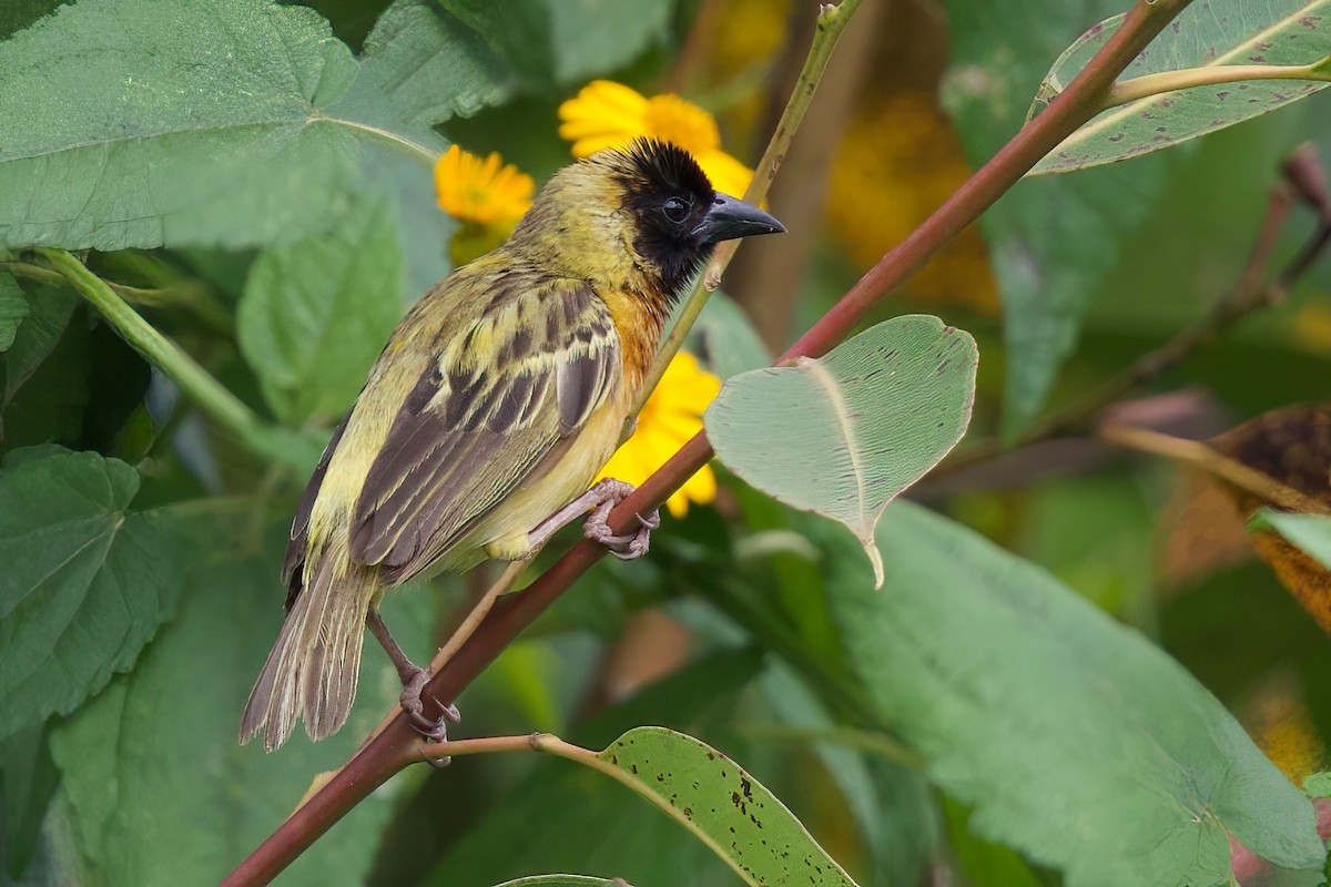 Black-headed Weaver - ML646104871