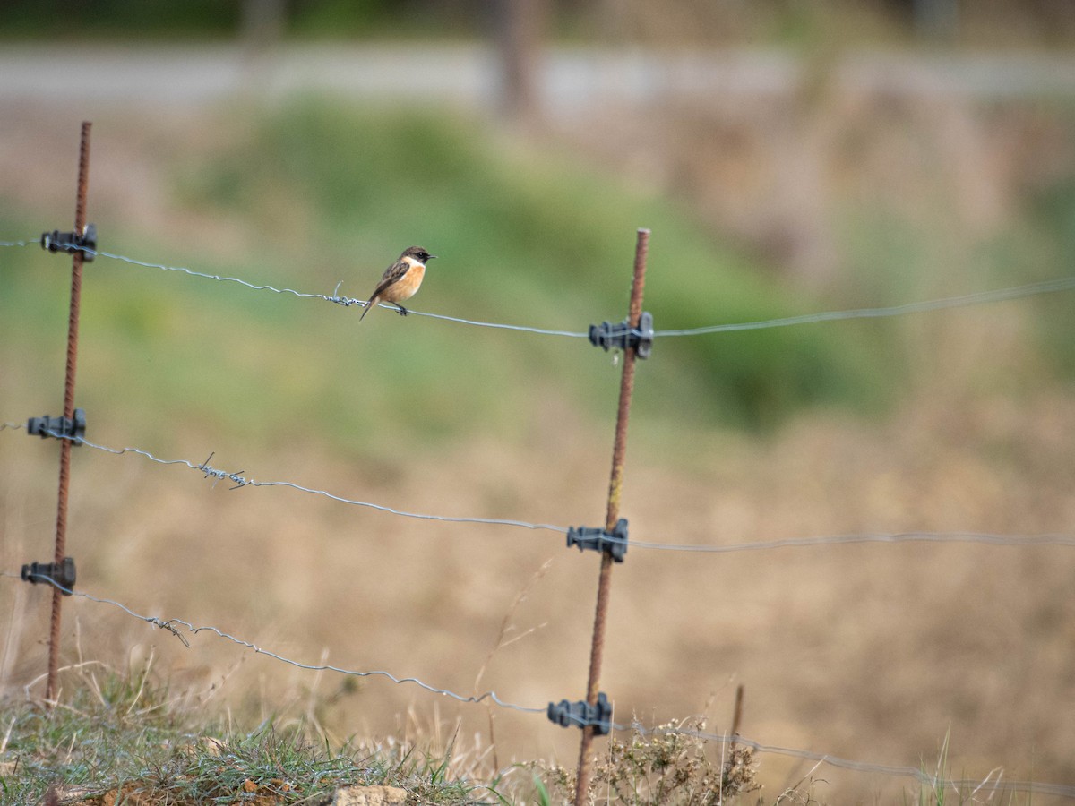European Stonechat - ML646104875
