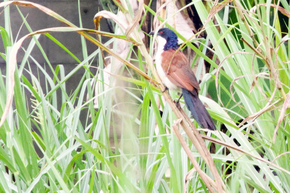 Blue-headed Coucal - ML646104877