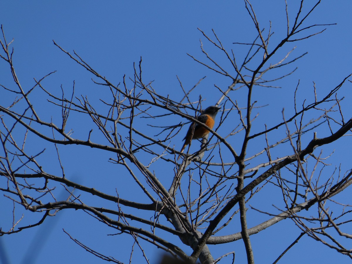 חכלילית סיבירית - ML646104878