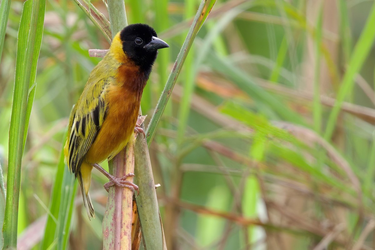Black-headed Weaver - ML646104882