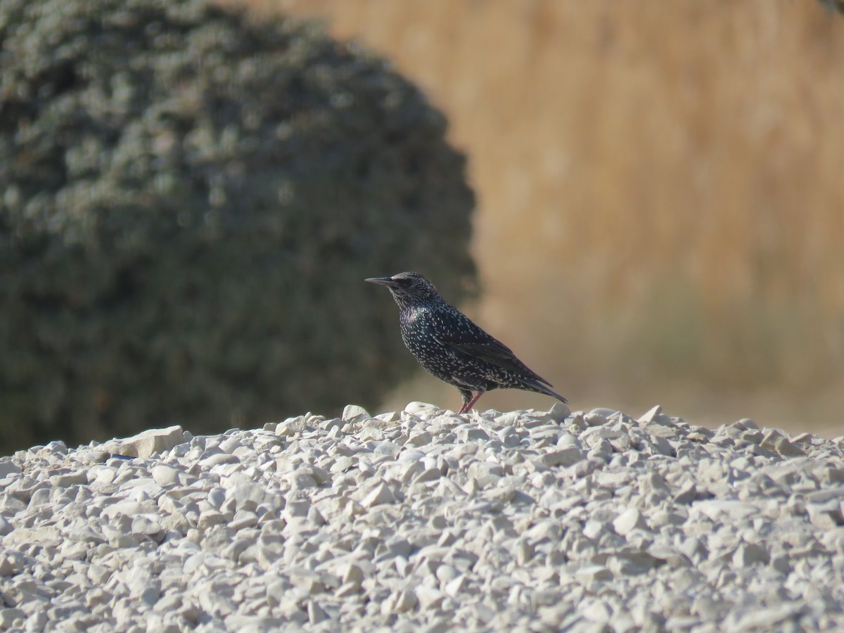 歐洲椋鳥 - ML646104883