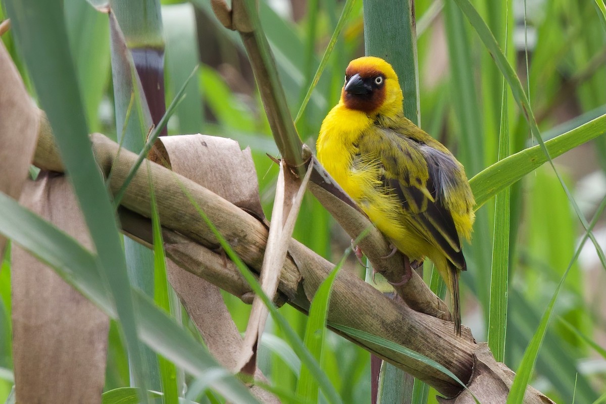 Northern Brown-throated Weaver - ML646104884