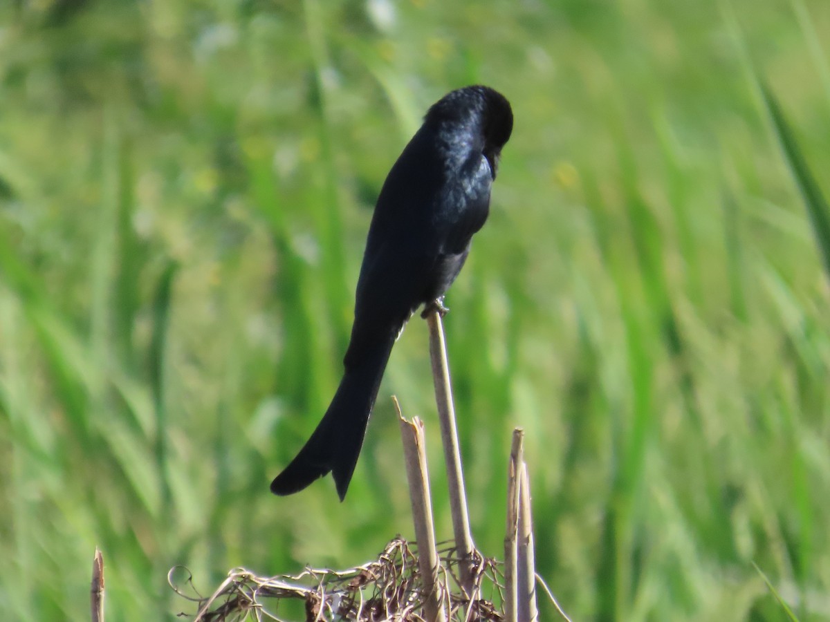 Black Drongo - ML646104886