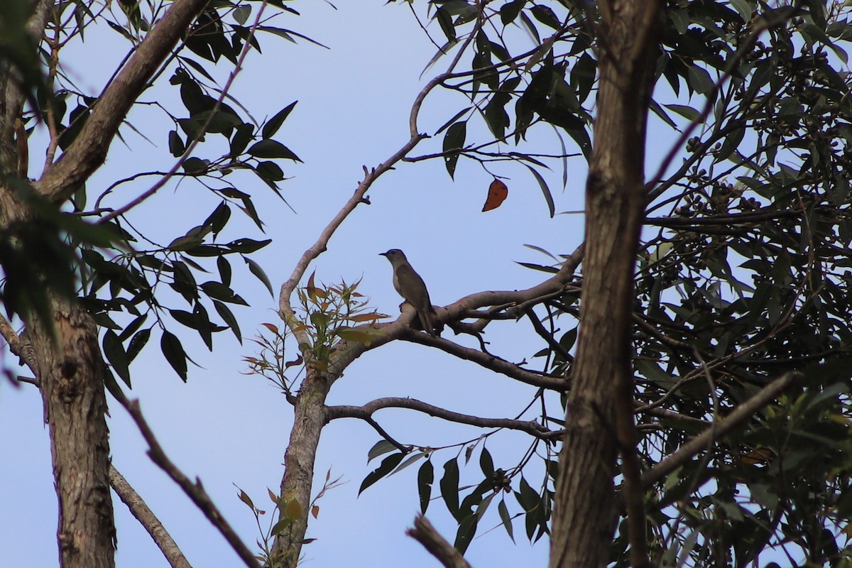 kukačka pokřovní - ML646104887